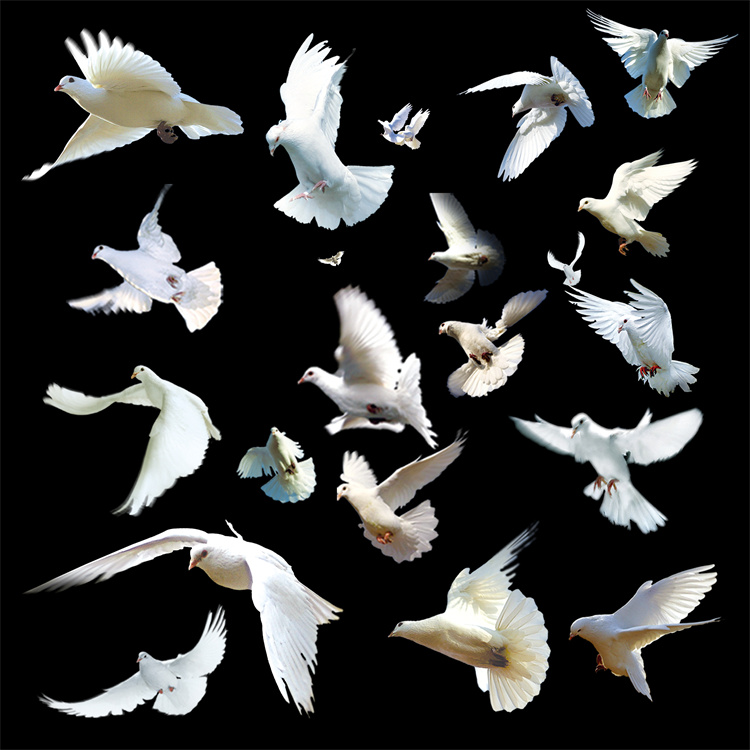 图片[3]-PS友好鸽白色鸽子鸟类鸟群PSD源文件透明背景开业影楼后期PNG素材-设计猿