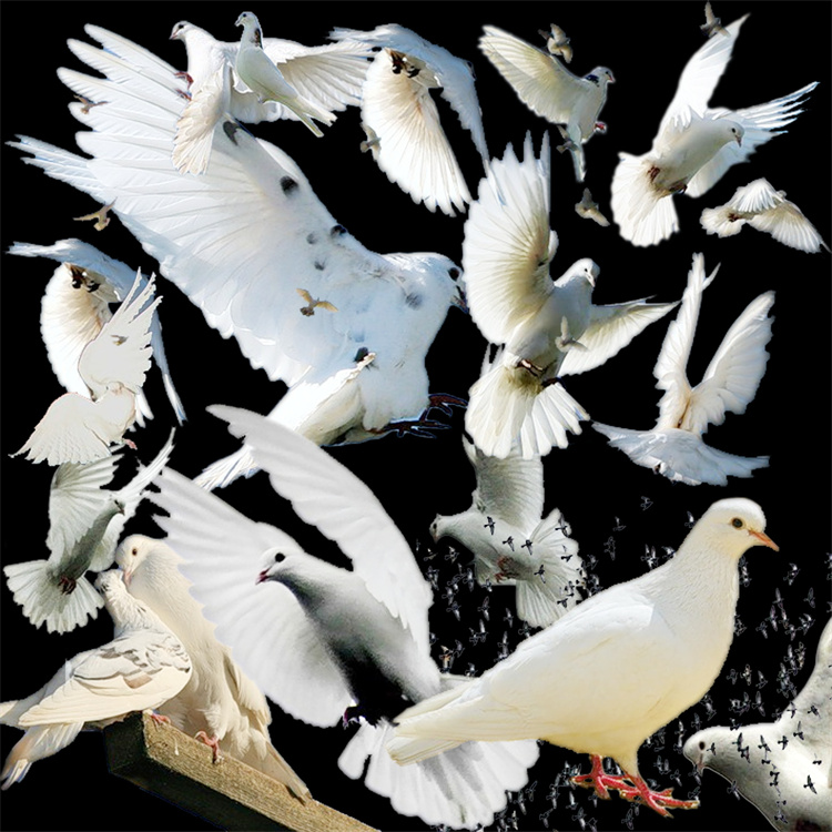 图片[4]-PS友好鸽白色鸽子鸟类鸟群PSD源文件透明背景开业影楼后期PNG素材-设计猿