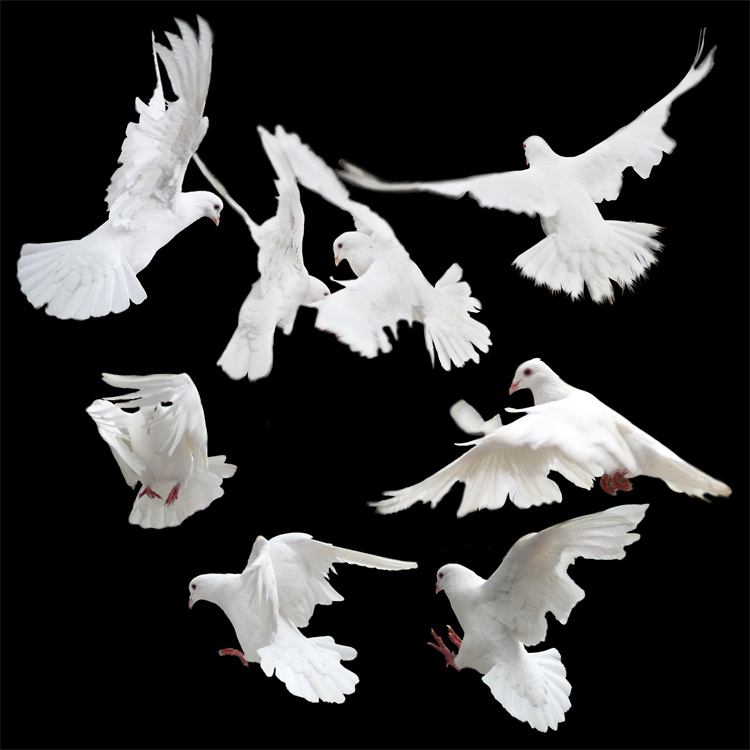 图片[5]-PS友好鸽白色鸽子鸟类鸟群PSD源文件透明背景开业影楼后期PNG素材-设计猿