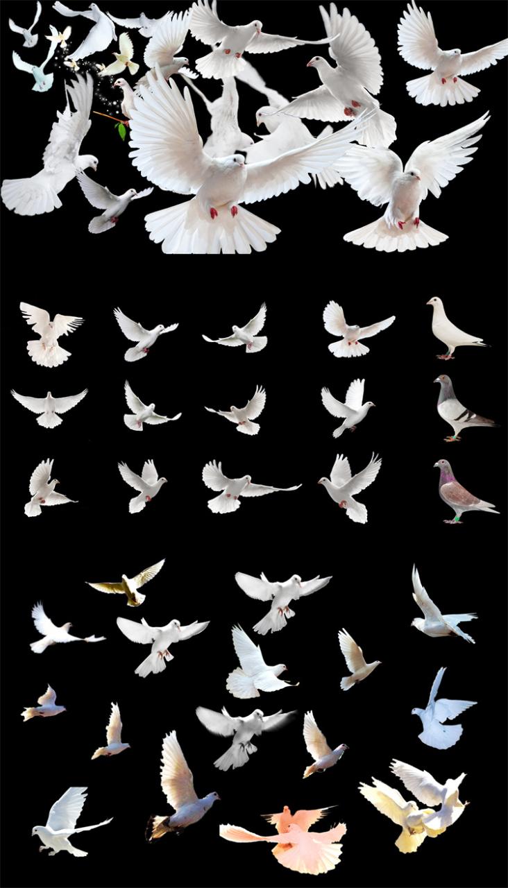 图片[6]-PS友好鸽白色鸽子鸟类鸟群PSD源文件透明背景开业影楼后期PNG素材-设计猿
