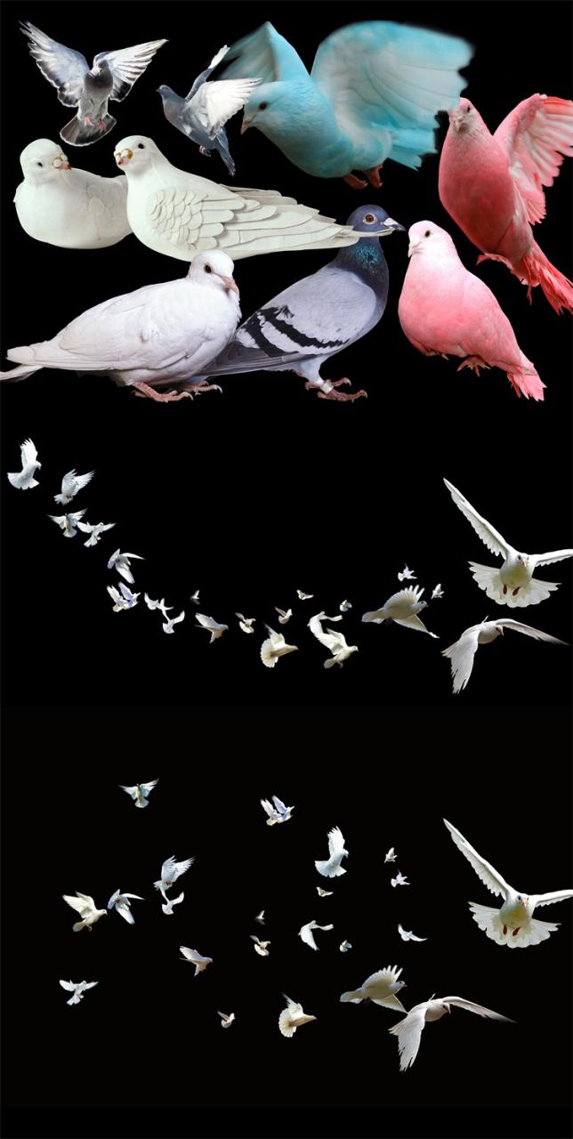 图片[7]-PS友好鸽白色鸽子鸟类鸟群PSD源文件透明背景开业影楼后期PNG素材-设计猿