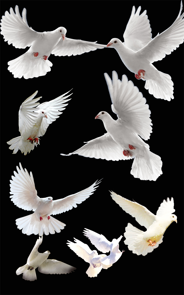 图片[8]-PS友好鸽白色鸽子鸟类鸟群PSD源文件透明背景开业影楼后期PNG素材-设计猿