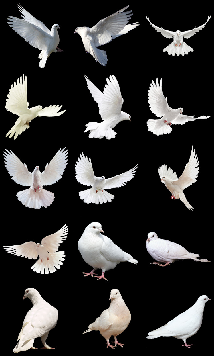 图片[9]-PS友好鸽白色鸽子鸟类鸟群PSD源文件透明背景开业影楼后期PNG素材-设计猿