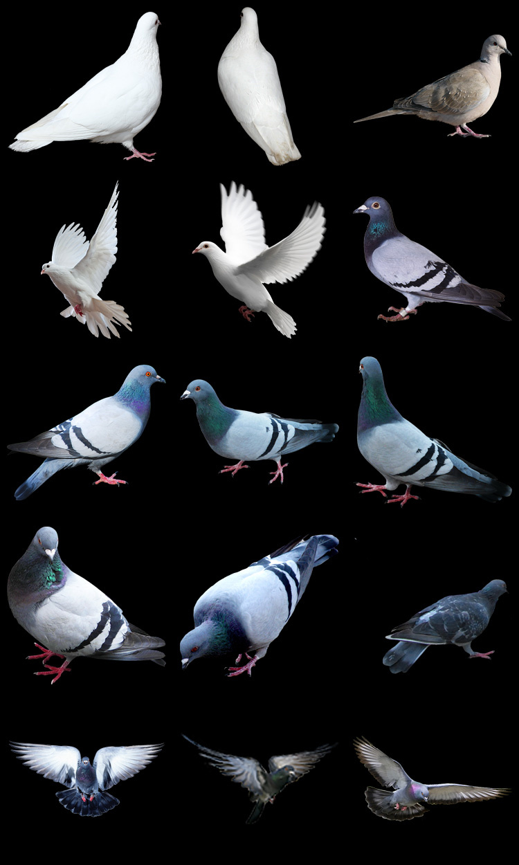 图片[10]-PS友好鸽白色鸽子鸟类鸟群PSD源文件透明背景开业影楼后期PNG素材-设计猿