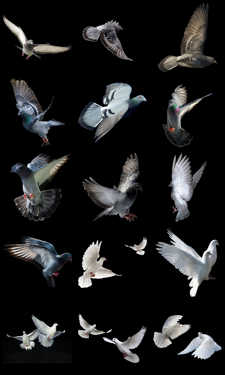 图片[11]-PS友好鸽白色鸽子鸟类鸟群PSD源文件透明背景开业影楼后期PNG素材-设计猿