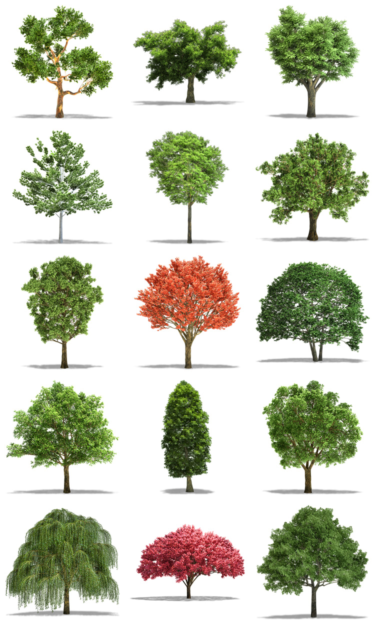 图片[1]-真实独立树木绿植绿化树合成高清图片PNG免抠透明背景PS设计素材-设计猿