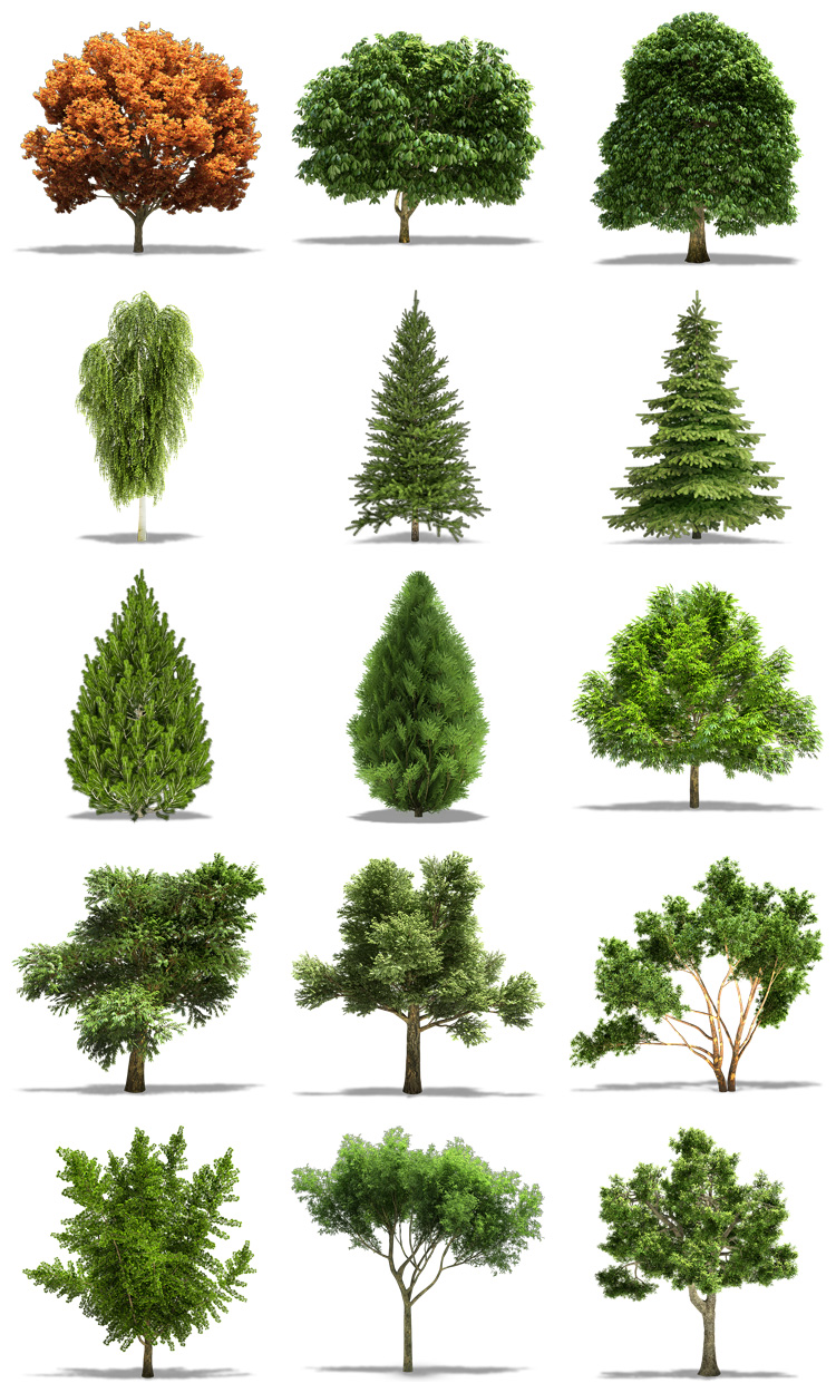 图片[2]-真实独立树木绿植绿化树合成高清图片PNG免抠透明背景PS设计素材-设计猿