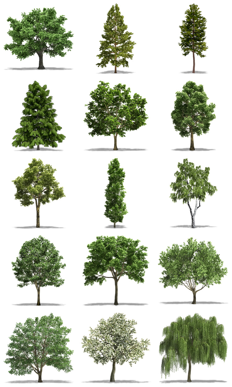 图片[3]-真实独立树木绿植绿化树合成高清图片PNG免抠透明背景PS设计素材-设计猿