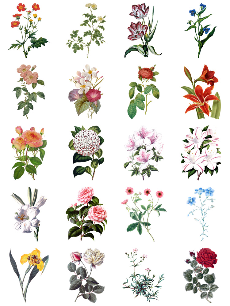 图片[4]-水彩写实风格花卉花朵各种鲜花向日葵植物PNG免抠图片PS设计素材-设计猿