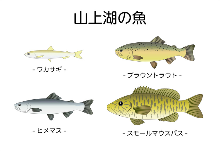 图片[2]-手绘海鲜海产品水产食用食材鱼类海鱼插画图案合集AI矢量手账素材-设计猿