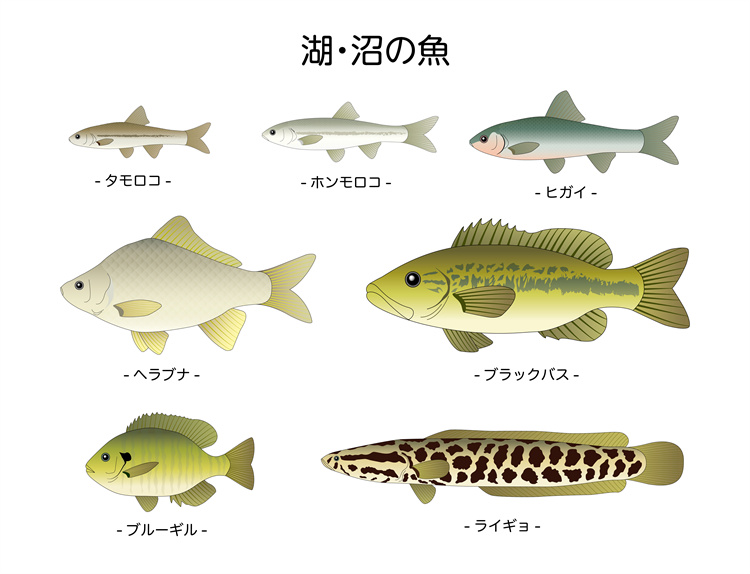 图片[4]-手绘海鲜海产品水产食用食材鱼类海鱼插画图案合集AI矢量手账素材-设计猿