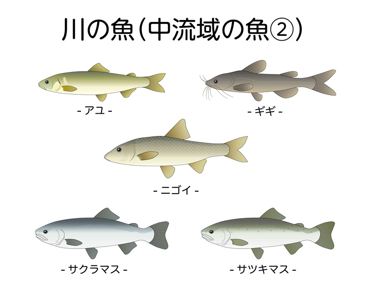 图片[9]-手绘海鲜海产品水产食用食材鱼类海鱼插画图案合集AI矢量手账素材-设计猿