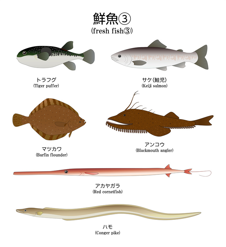 图片[10]-手绘海鲜海产品水产食用食材鱼类海鱼插画图案合集AI矢量手账素材-设计猿