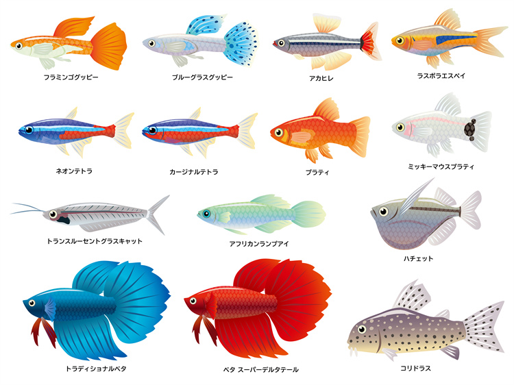 图片[13]-手绘海鲜海产品水产食用食材鱼类海鱼插画图案合集AI矢量手账素材-设计猿