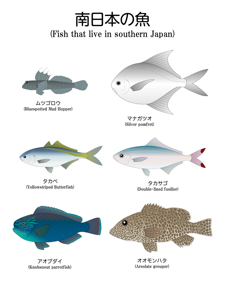 图片[17]-手绘海鲜海产品水产食用食材鱼类海鱼插画图案合集AI矢量手账素材-设计猿