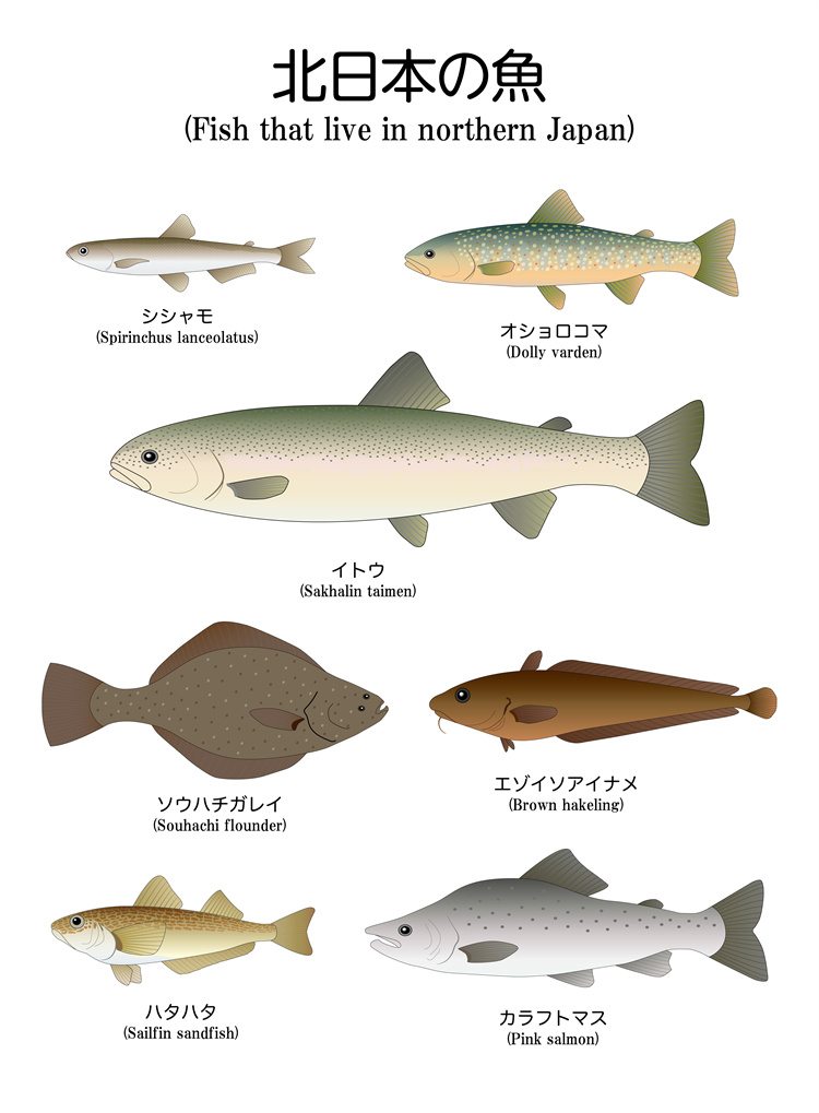 图片[18]-手绘海鲜海产品水产食用食材鱼类海鱼插画图案合集AI矢量手账素材-设计猿