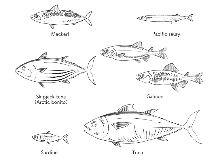 图片[19]-手绘海鲜海产品水产食用食材鱼类海鱼插画图案合集AI矢量手账素材-设计猿
