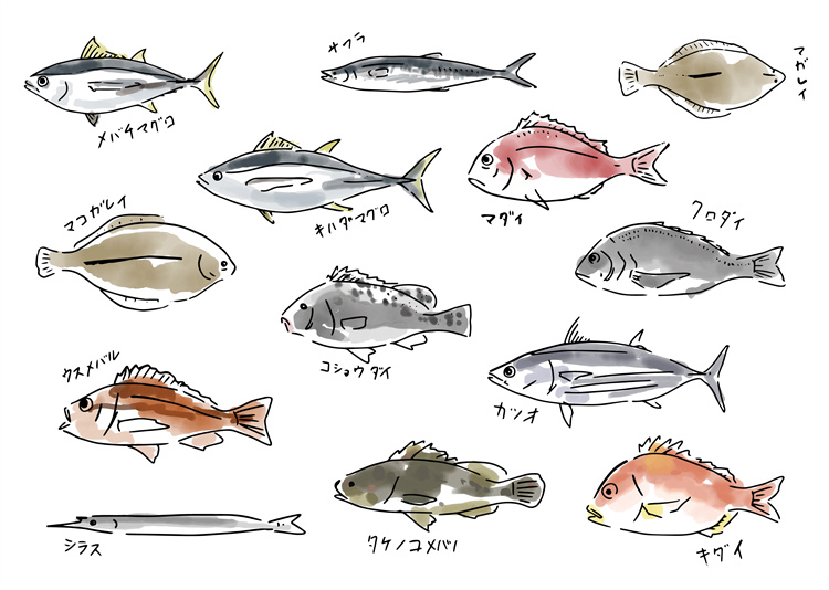 图片[32]-手绘海鲜海产品水产食用食材鱼类海鱼插画图案合集AI矢量手账素材-设计猿