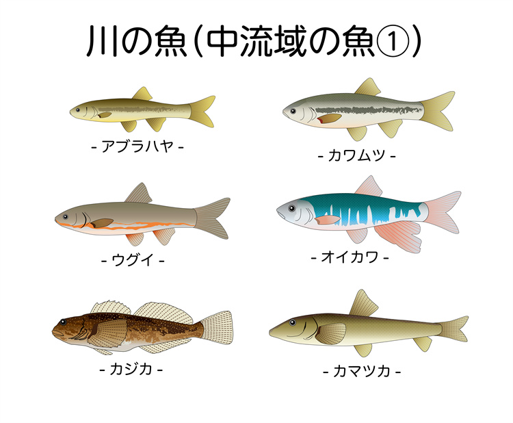 图片[39]-手绘海鲜海产品水产食用食材鱼类海鱼插画图案合集AI矢量手账素材-设计猿