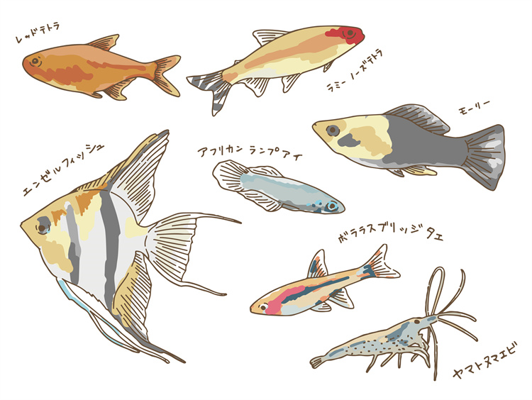 图片[42]-手绘海鲜海产品水产食用食材鱼类海鱼插画图案合集AI矢量手账素材-设计猿