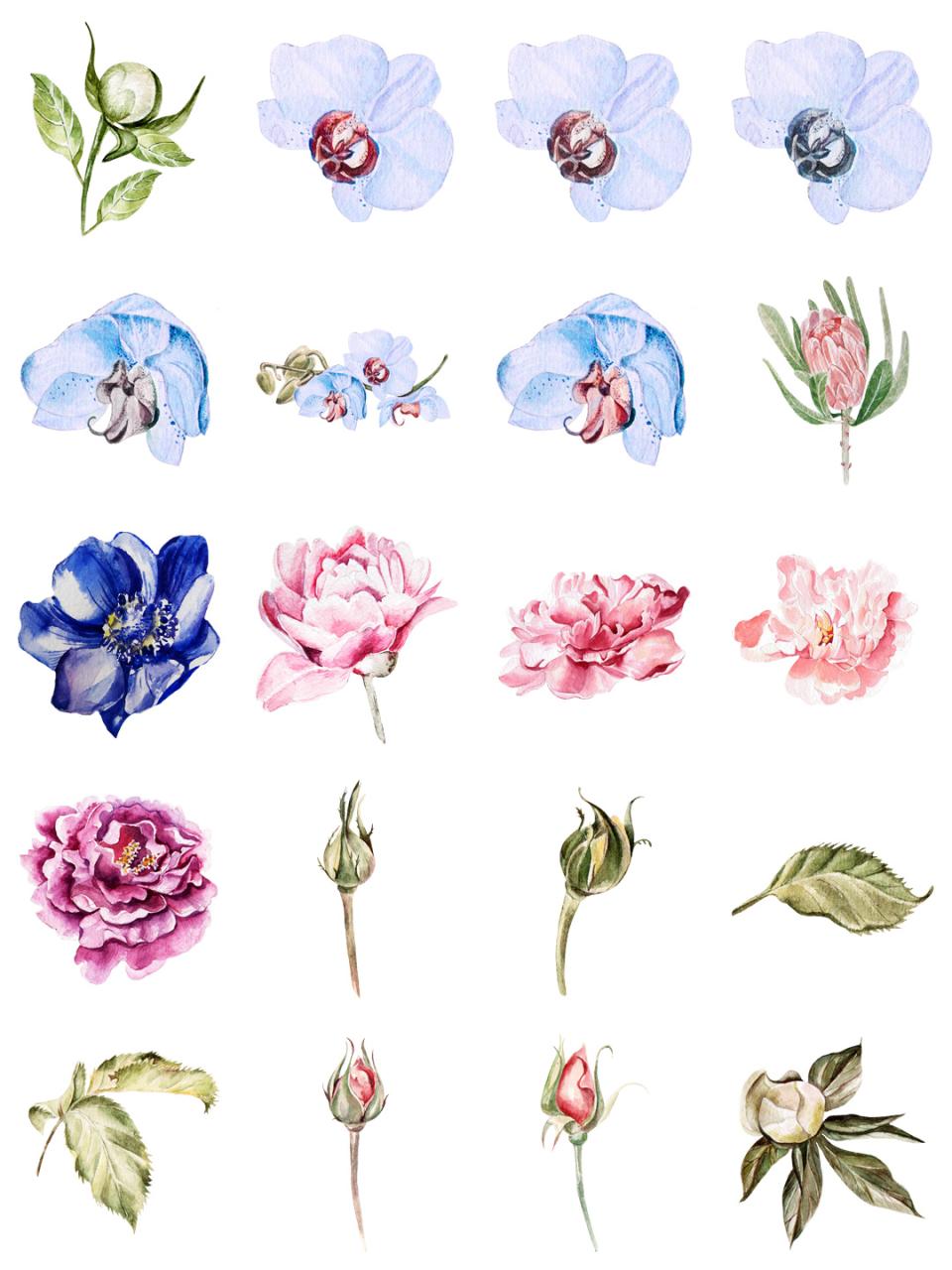 图片[1]-水彩唯美手绘热带花鸟花卉植物拼凑PNG免扣透明元素PS设计素材-设计猿