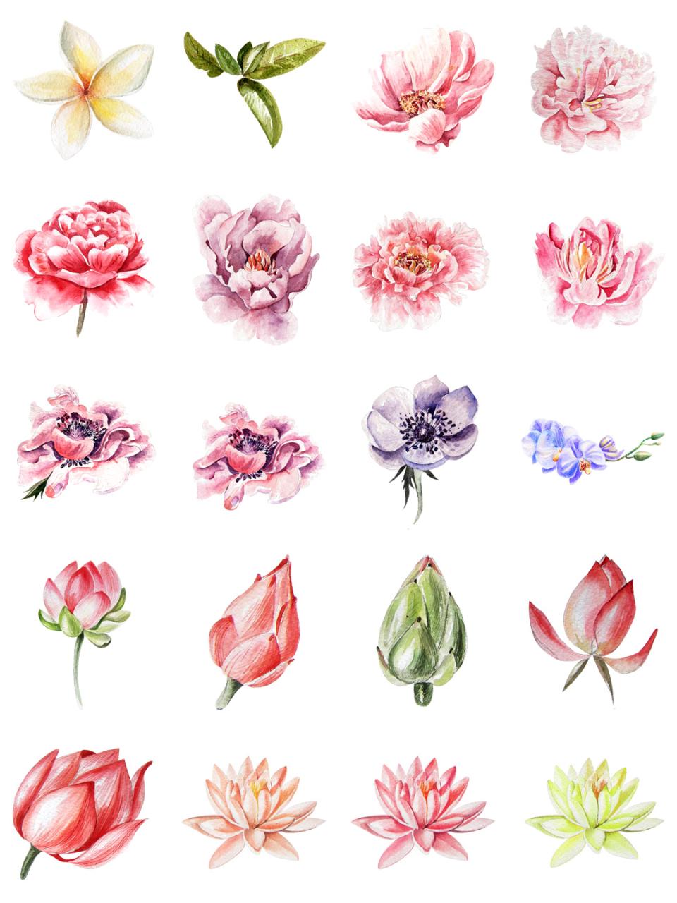 图片[3]-水彩唯美手绘热带花鸟花卉植物拼凑PNG免扣透明元素PS设计素材-设计猿