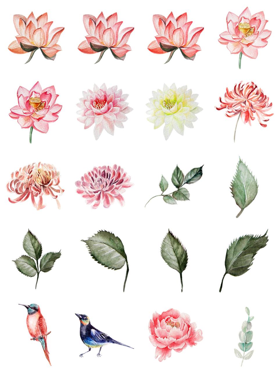 图片[4]-水彩唯美手绘热带花鸟花卉植物拼凑PNG免扣透明元素PS设计素材-设计猿