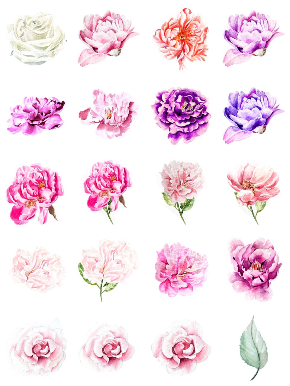 图片[6]-水彩唯美手绘热带花鸟花卉植物拼凑PNG免扣透明元素PS设计素材-设计猿