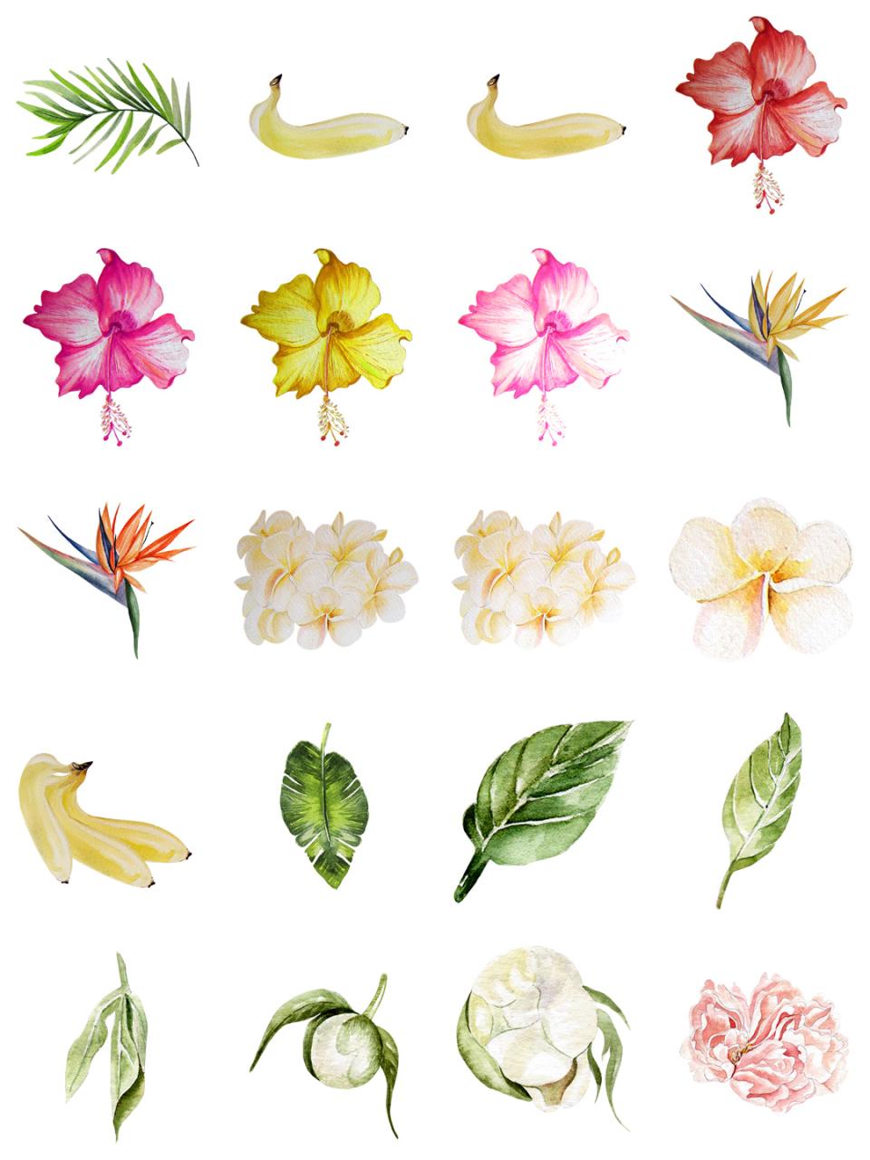 图片[16]-水彩唯美手绘热带花鸟花卉植物拼凑PNG免扣透明元素PS设计素材-设计猿