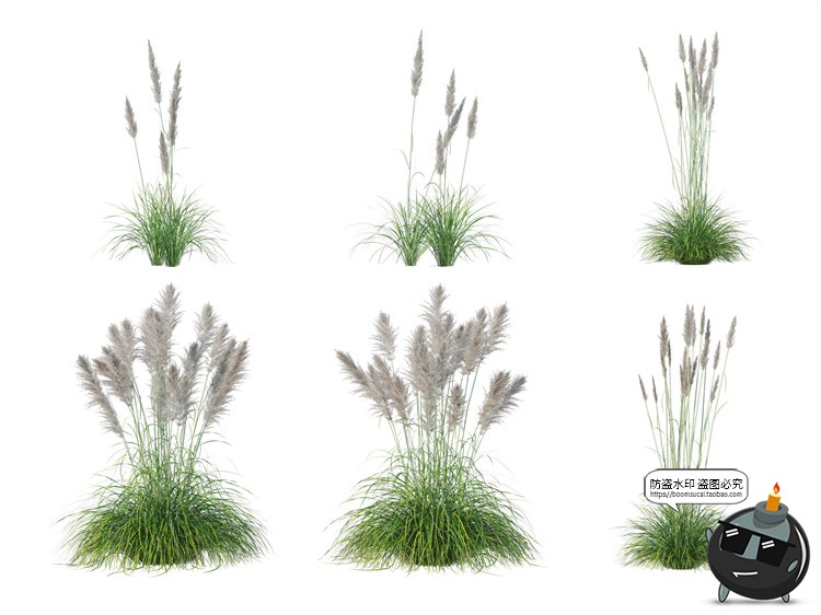 图片[12]-单棵草类杂草野草植物园林景观元素后期合成PSD分层源文件PS素材-设计猿