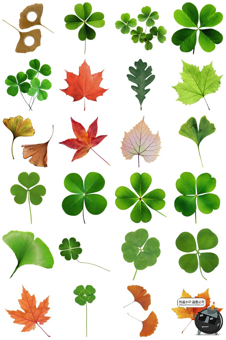 图片[2]-植物绿叶子四叶草杏叶枫叶电子手账png免扣装饰元素美工图片素材-设计猿
