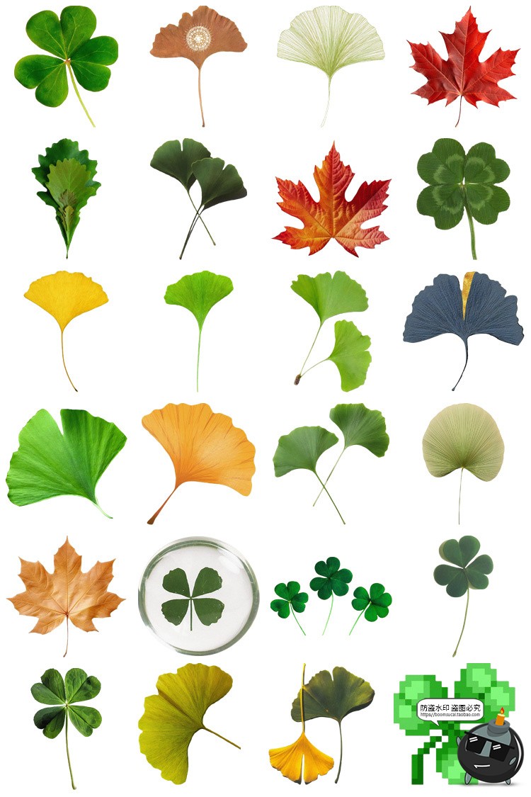 图片[3]-植物绿叶子四叶草杏叶枫叶电子手账png免扣装饰元素美工图片素材-设计猿