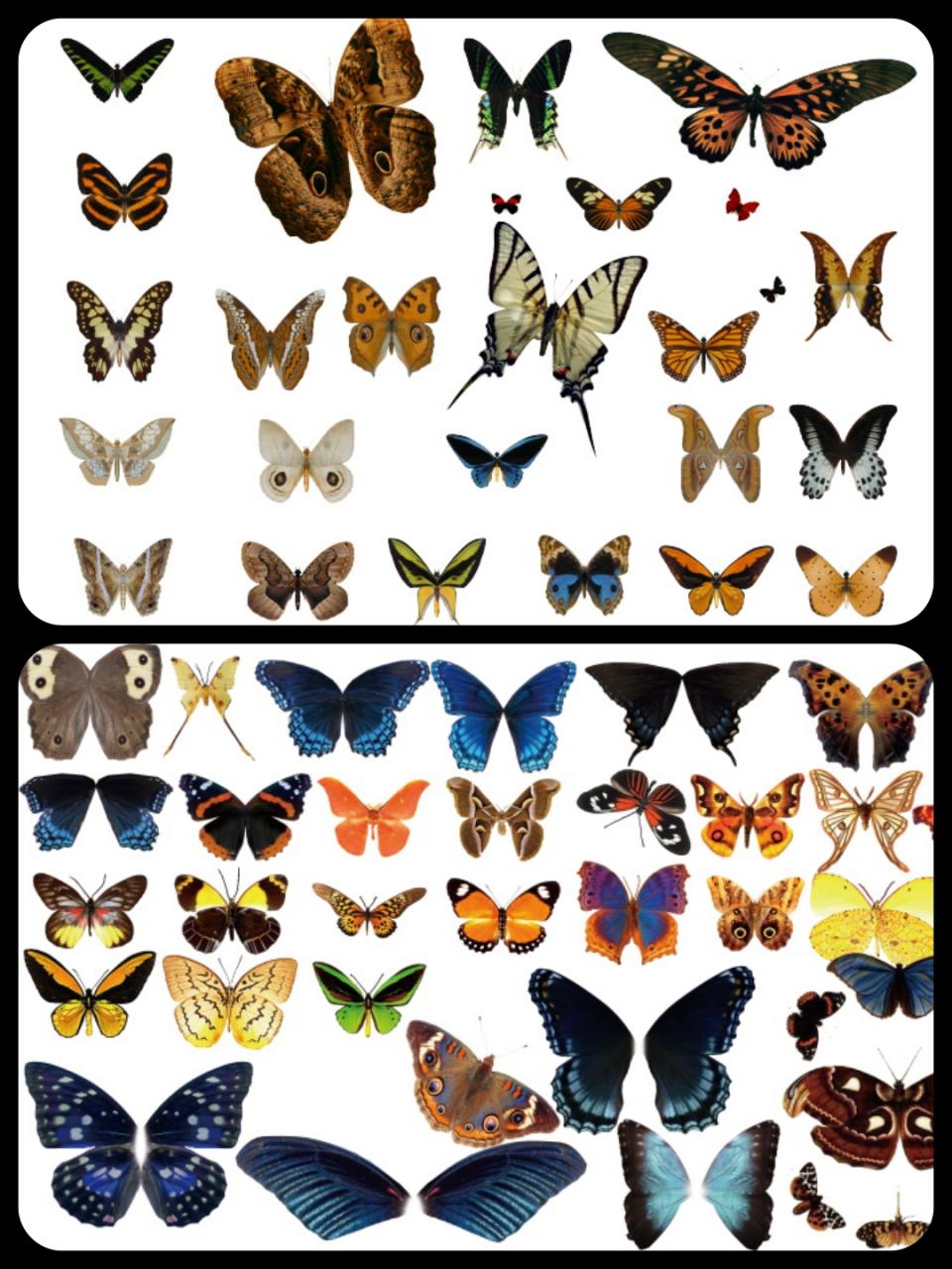 图片[1]-平面蝴蝶飞舞PS分层PSD素材后期设计外景婚纱照影楼静态效果-设计猿