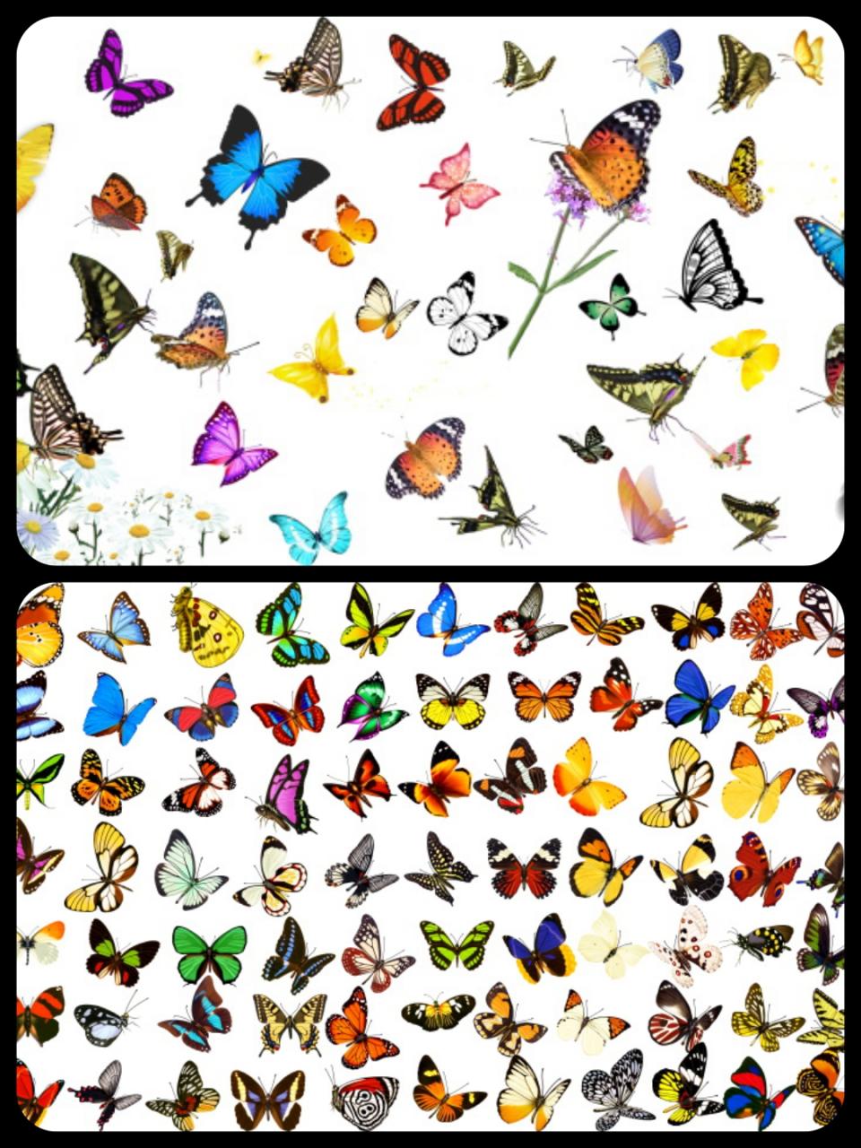 图片[2]-平面蝴蝶飞舞PS分层PSD素材后期设计外景婚纱照影楼静态效果-设计猿