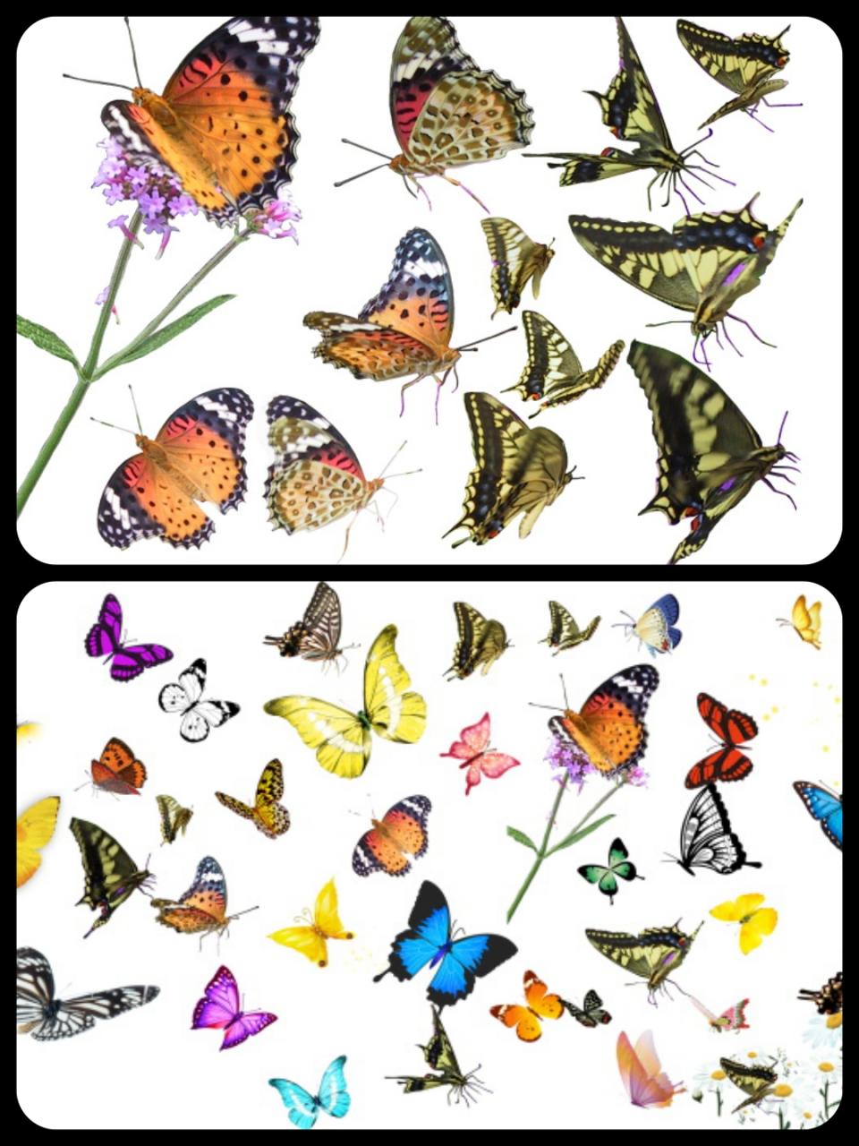 图片[3]-平面蝴蝶飞舞PS分层PSD素材后期设计外景婚纱照影楼静态效果-设计猿