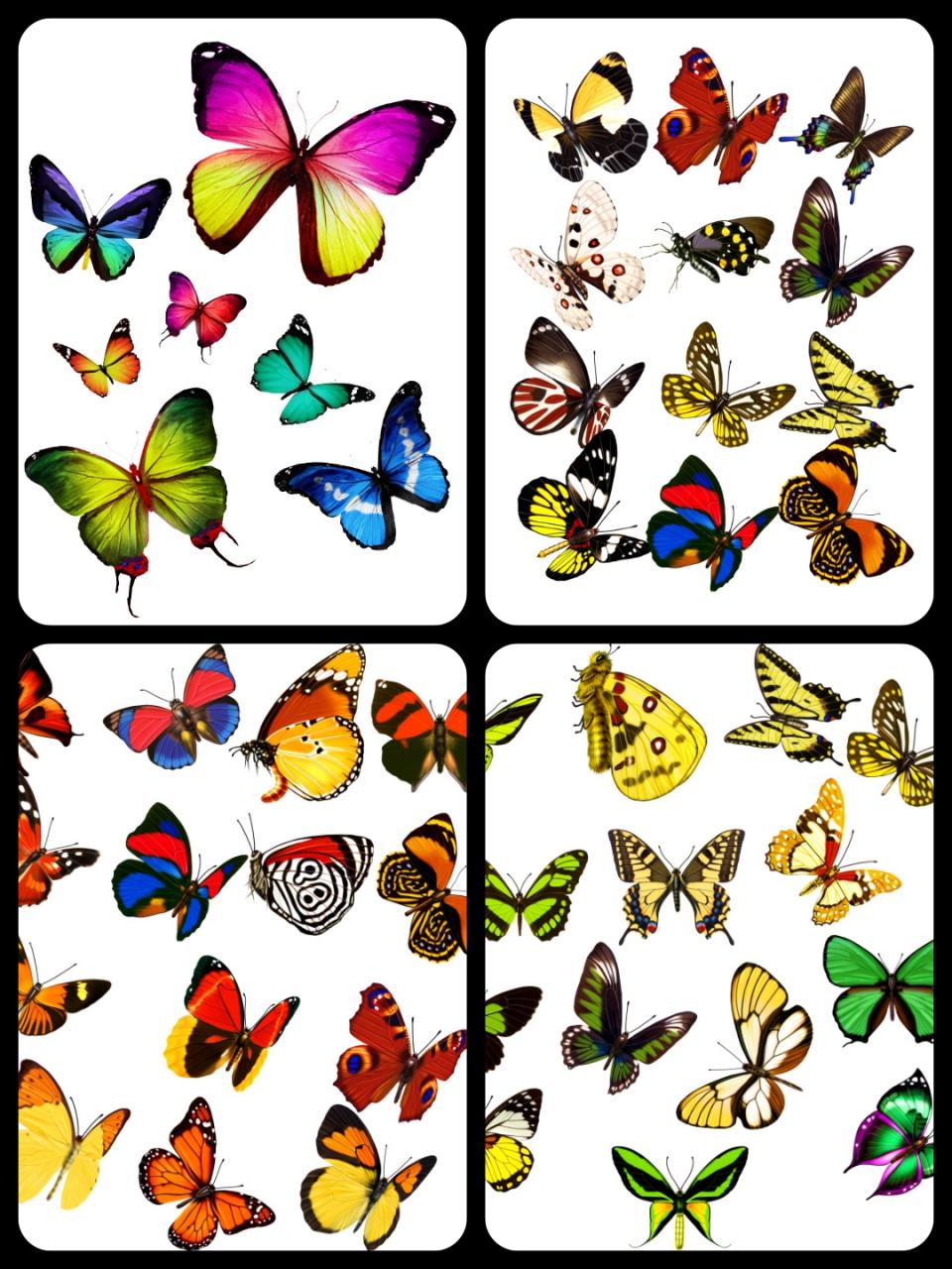 图片[6]-平面蝴蝶飞舞PS分层PSD素材后期设计外景婚纱照影楼静态效果-设计猿