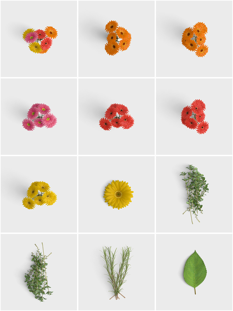 图片[2]-各种真实花卉花瓣绿叶树叶盆栽植物静物免抠图片PSD源文件PS素材-设计猿