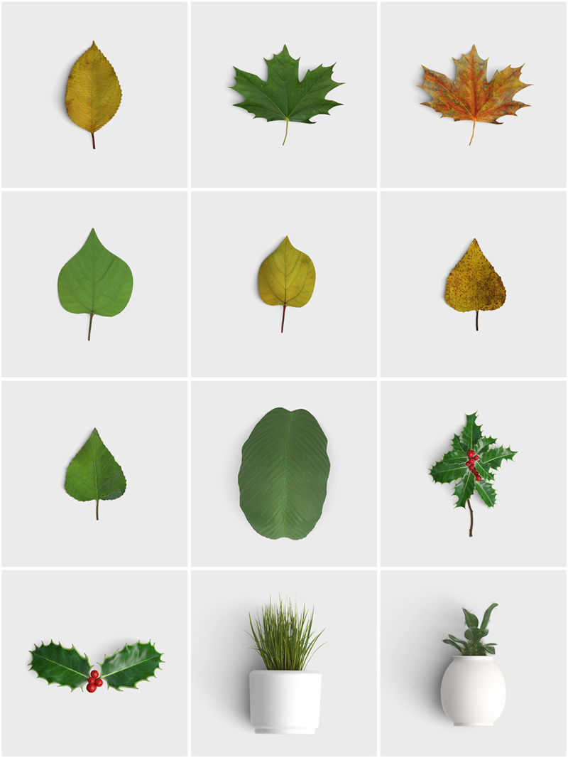 图片[3]-各种真实花卉花瓣绿叶树叶盆栽植物静物免抠图片PSD源文件PS素材-设计猿