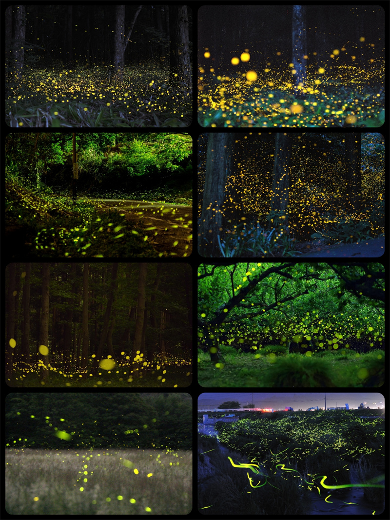 图片[1]-萤火虫夜景PSD婚纱照后期PS唯美荧光萤火光斑冲光JPG叠层素材-设计猿