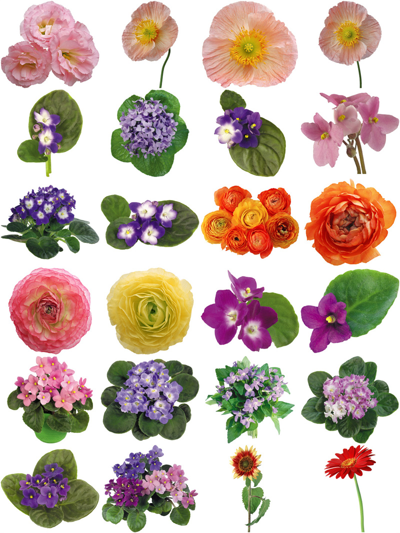 图片[7]-欧美复古古典手绘植物花朵鲜花装饰包合集透明背景PNG免抠PS素材-设计猿