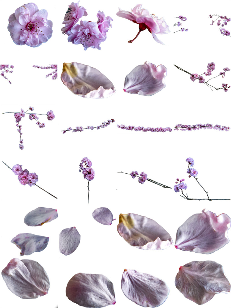 图片[1]-高清粉色山茶花花瓣飞散花朵绽放花苞溶图叶子免抠PNG图片PS素材-设计猿