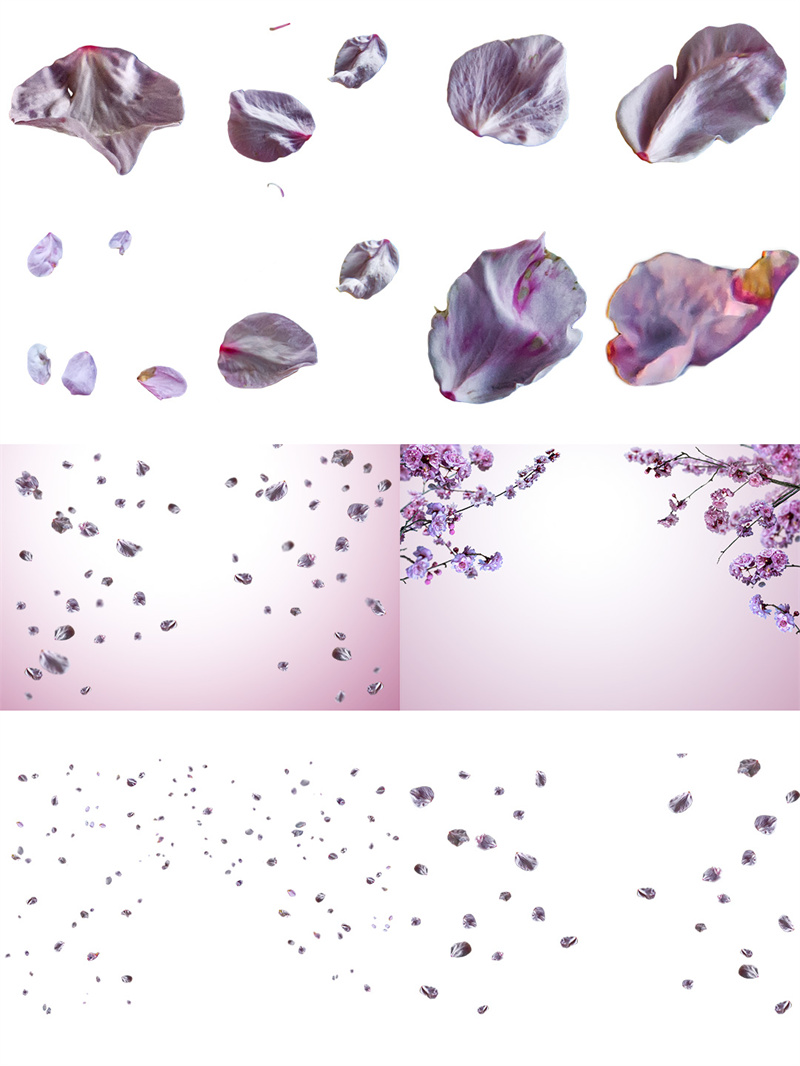 图片[2]-高清粉色山茶花花瓣飞散花朵绽放花苞溶图叶子免抠PNG图片PS素材-设计猿