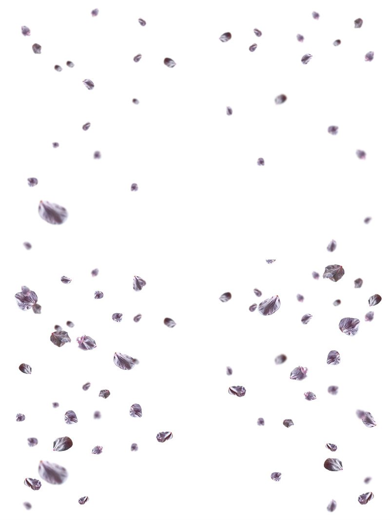 图片[3]-高清粉色山茶花花瓣飞散花朵绽放花苞溶图叶子免抠PNG图片PS素材-设计猿