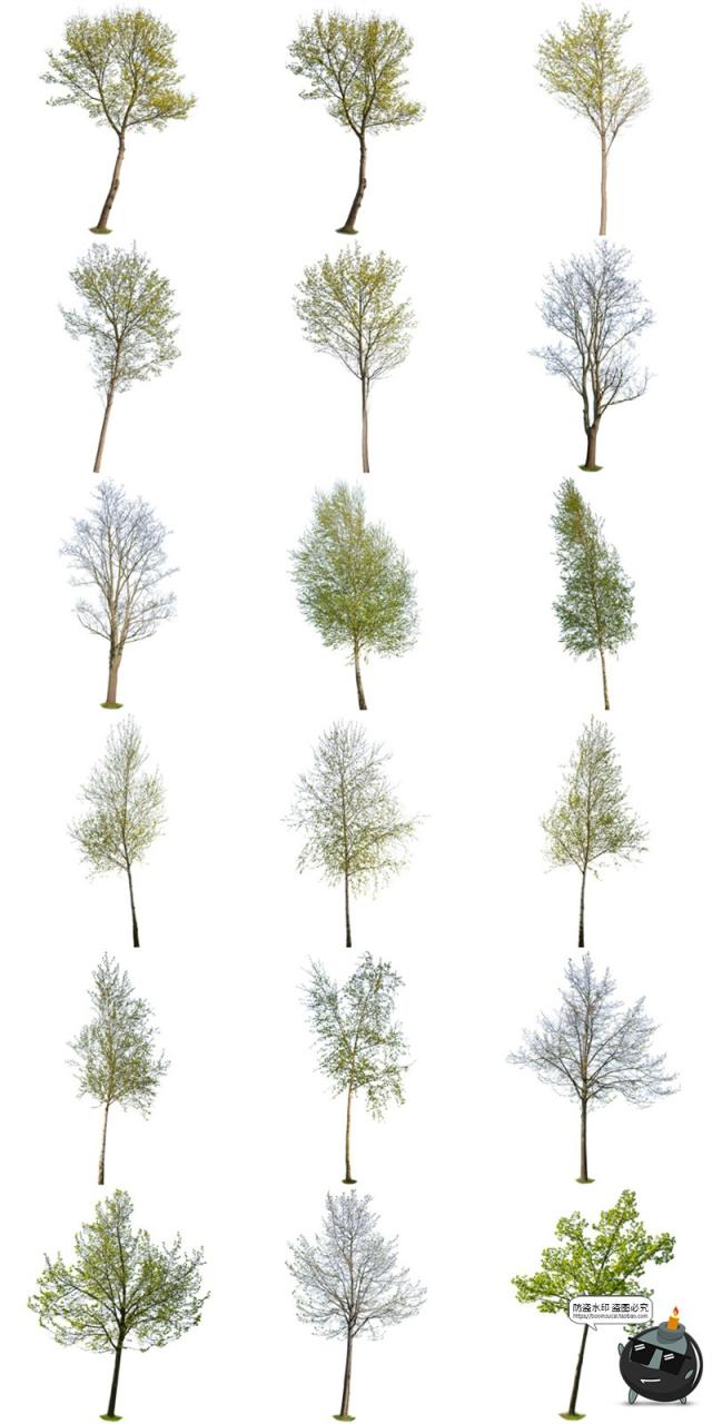 图片[2]-春季夏季绿意盎然树木绿植大树干园林景观装饰元素PNG免抠图素材-设计猿