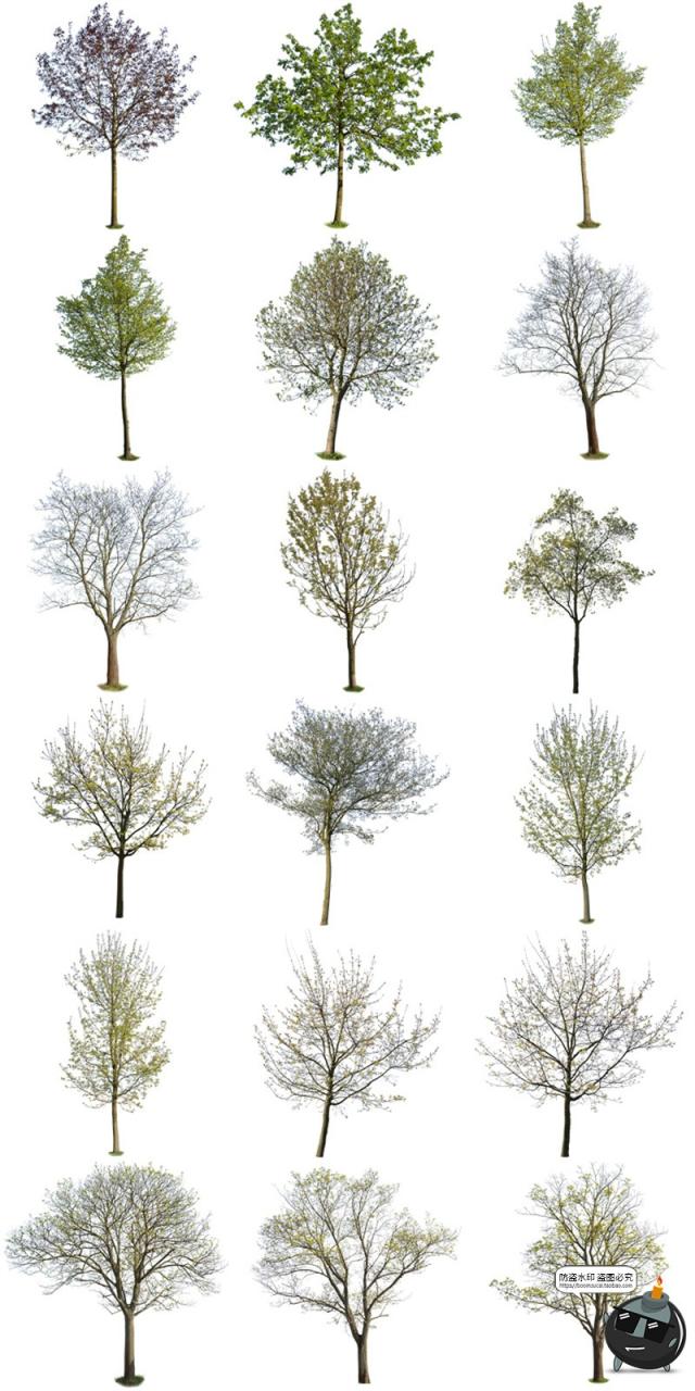 图片[3]-春季夏季绿意盎然树木绿植大树干园林景观装饰元素PNG免抠图素材-设计猿