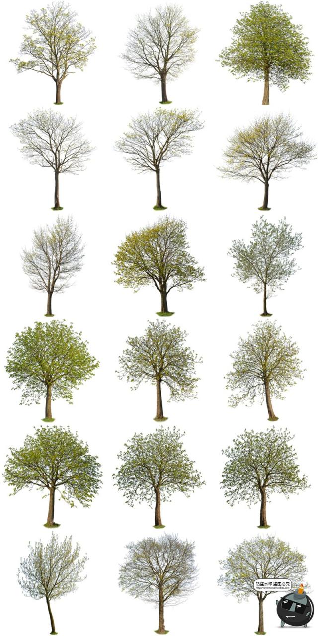 图片[4]-春季夏季绿意盎然树木绿植大树干园林景观装饰元素PNG免抠图素材-设计猿