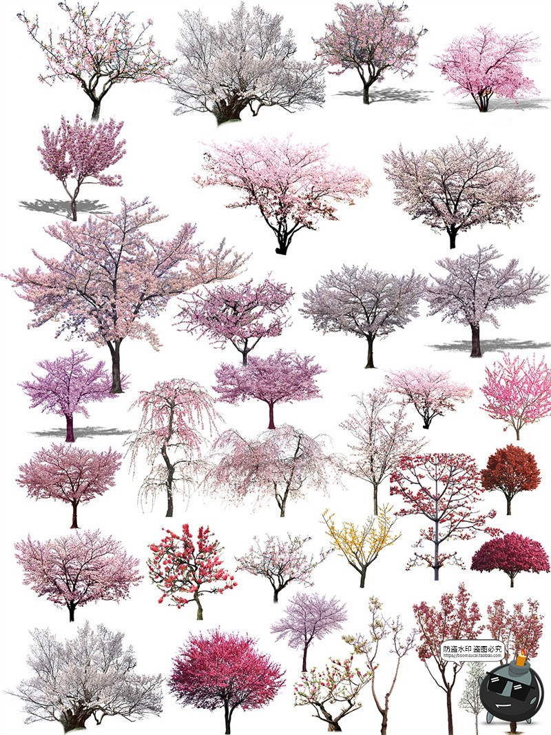 图片[6]-梅花树园林景观樱花飘落花瓣场景街景道路平面装饰PNG免抠PSD素材-设计猿