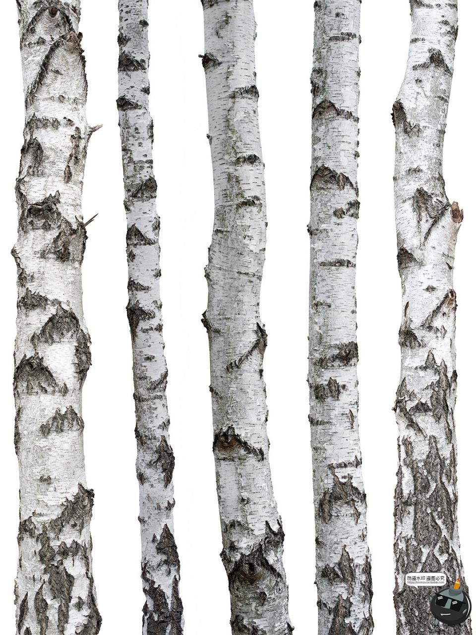 图片[1]-高清白桦树树干自然树皮表面干裂粗糙纹理PNG免抠格式图片素材-设计猿