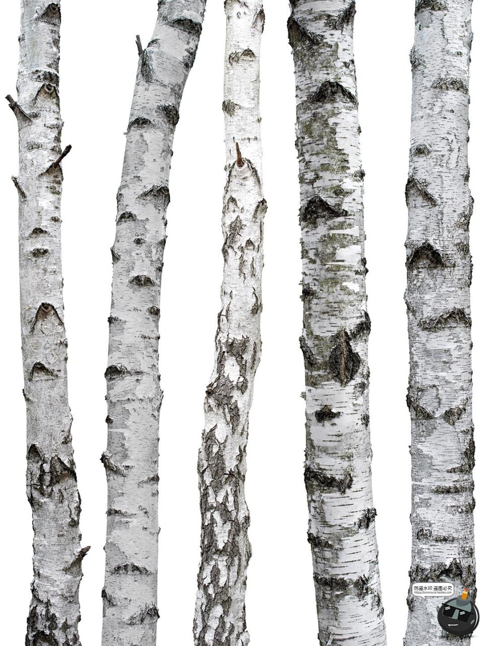 图片[2]-高清白桦树树干自然树皮表面干裂粗糙纹理PNG免抠格式图片素材-设计猿