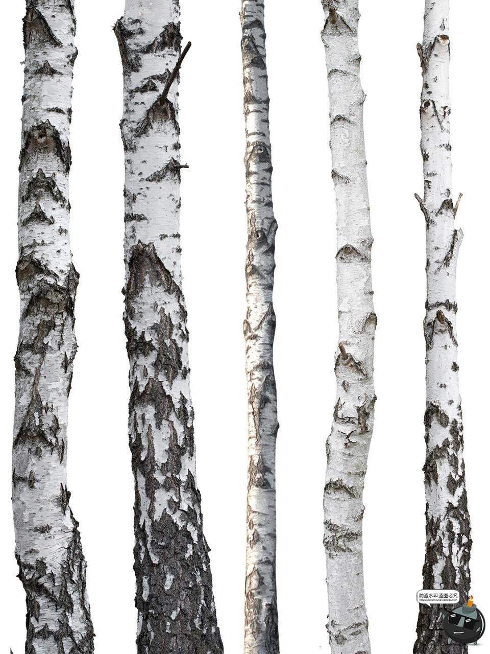 图片[3]-高清白桦树树干自然树皮表面干裂粗糙纹理PNG免抠格式图片素材-设计猿